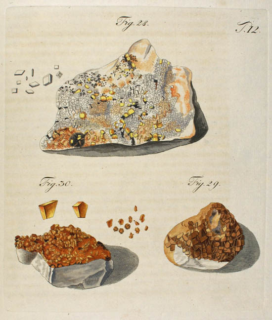 Wulfen, Franz Xavier(1785)